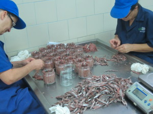 putting anchovies in jars