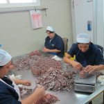 anchovy production