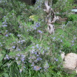 flowering rosemary