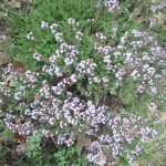 flowering thyme