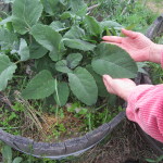 sage leaves