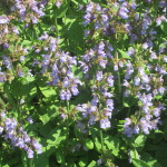 flowering sage