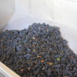 sangiovese grapes