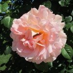 peach rose