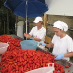 picking through tomatoes