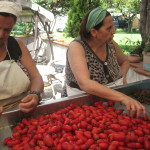 canning tomatoes