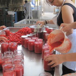 canning tomatoes