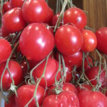 tomatoes on vine